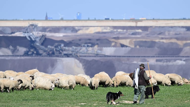 Eine Schafherde grast an der Abbruchkante des Braunkohletagebaus Garzweiler II: Der Energiekonzern RWE wird die Grünfläche und das angrenzende Dorf Luetzerath trotz des absehbaren Kohleausstiegs abbaggern lassen.