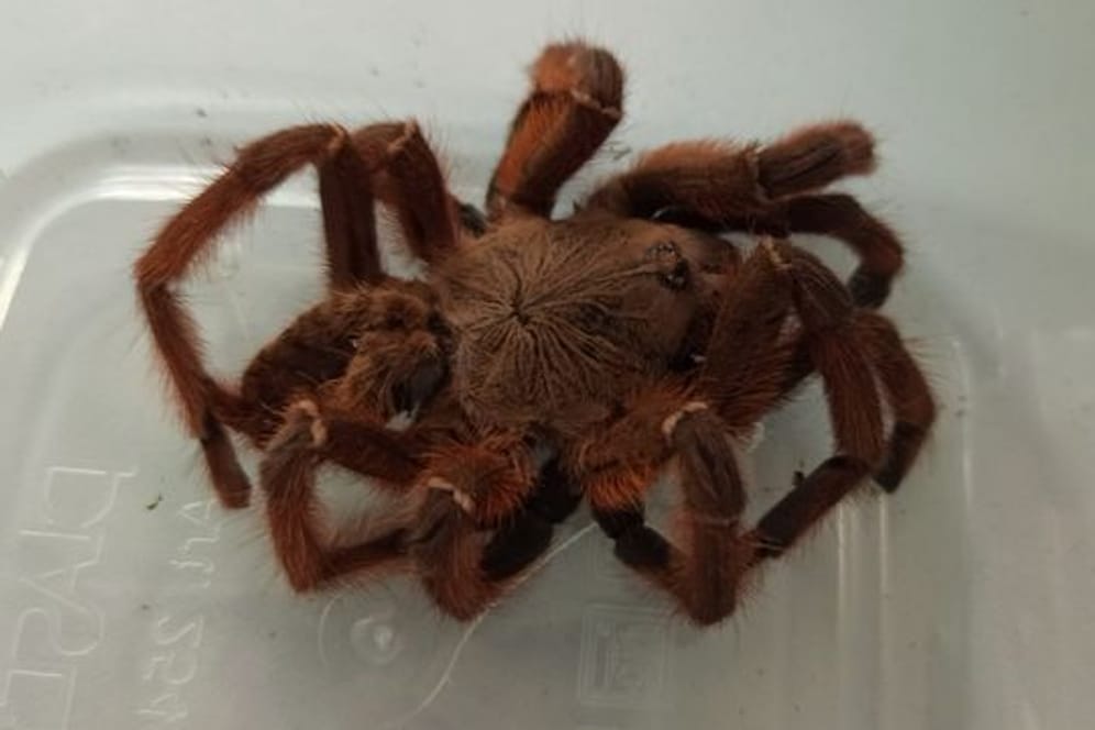 Frau findet Vogelspinne