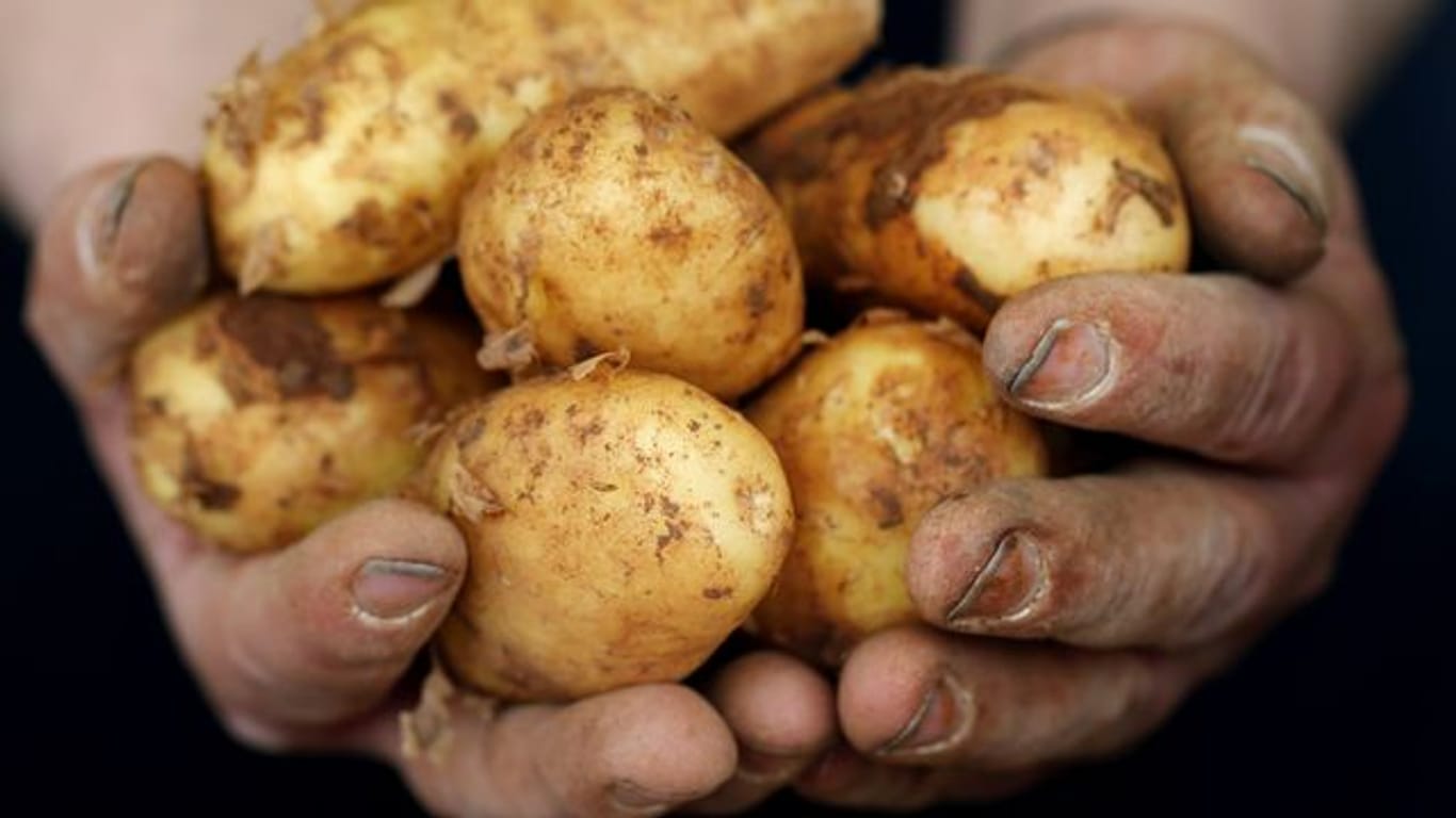 Frühkartoffeln haben eine dünne Schale und einen geringeren Stärkeanteil.