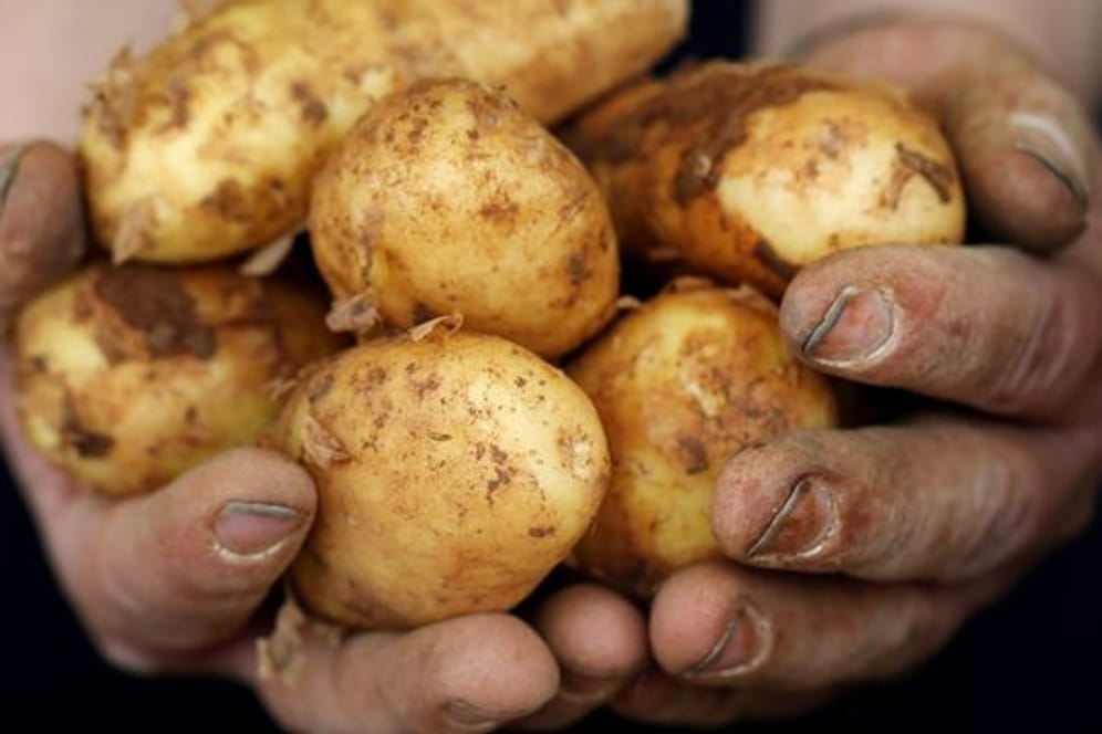 Frühkartoffeln haben eine dünne Schale und einen geringeren Stärkeanteil.