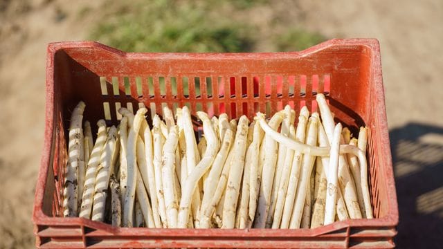 Eine Kiste frischer Spargel: Darin sind Stangen mit Gardemaß, aber auch Exemplare mit Formfehlern und Macken – doch auch diesen sollte man eine Chance geben!