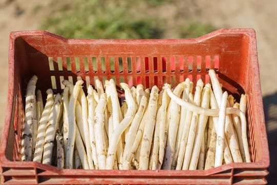 Eine Kiste frischer Spargel: Darin sind Stangen mit Gardemaß, aber auch Exemplare mit Formfehlern und Macken – doch auch diesen sollte man eine Chance geben!