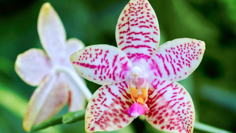 Orchidee: Die Phalaenopsis, auch Nachtfalter- oder Schmetterlingsorchidee genannt, ist die beliebteste Zimmerorchidee und bildet beeindruckende Blüten.