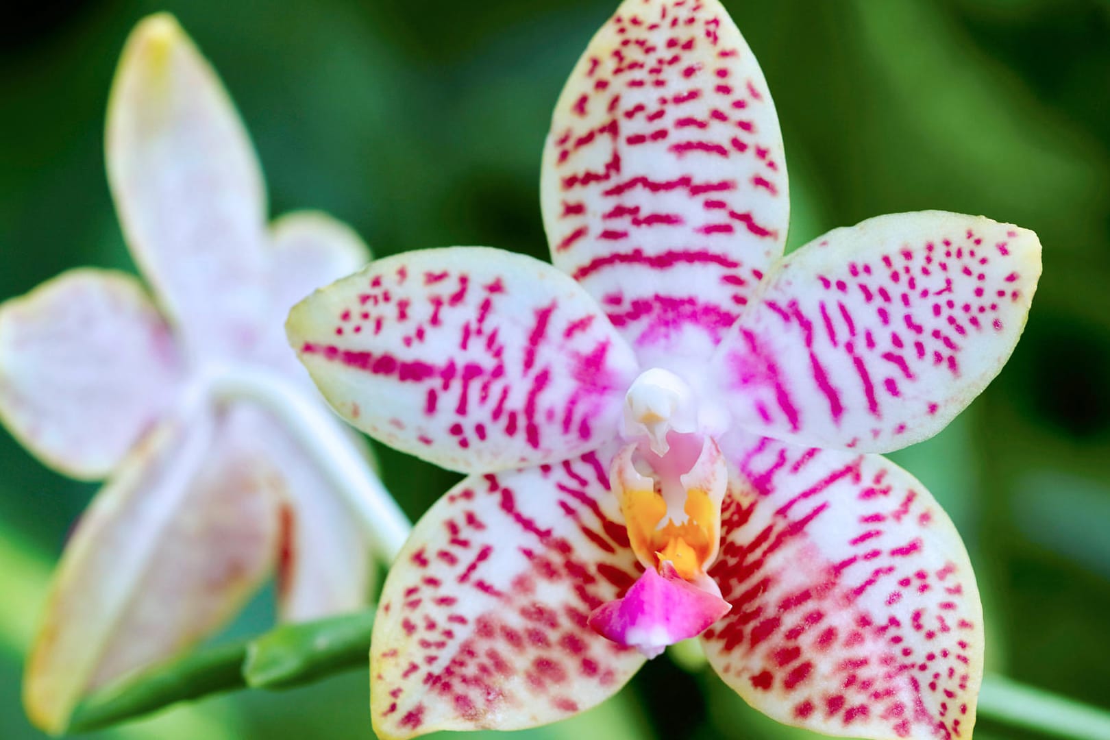 Orchidee: Die Phalaenopsis, auch Nachtfalter- oder Schmetterlingsorchidee genannt, ist die beliebteste Zimmerorchidee und bildet beeindruckende Blüten.