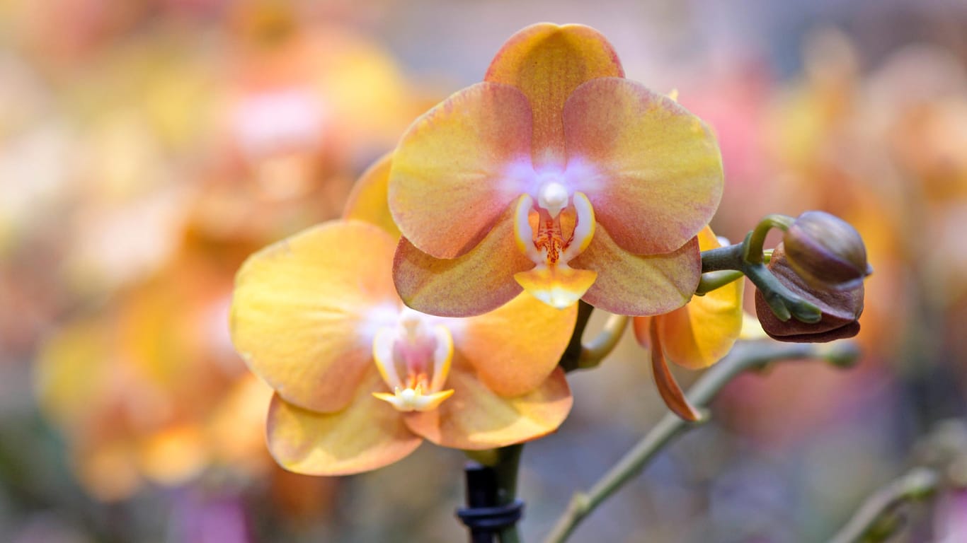 Orchideenblüte: Damit die Phalaenopsis üppig blüht, müssen Pflegefehler vermieden werden.