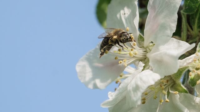 Frühlingsboten