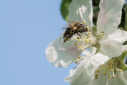 Frühlingsboten