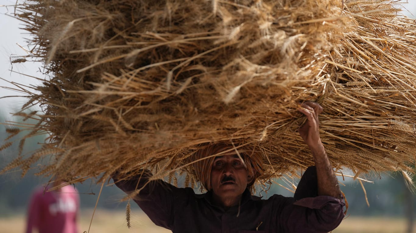 Weizenernte im indischen Jammu in der Nähe zur pakistanischen Grenze: Die Hitze macht den Bauern zu schaffen.