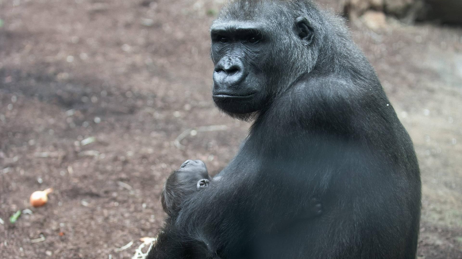 Dian mit ihrem Nachwuchs Quembo 2011 (Archivbild): Insgesamt brachte sie fünf Jungtiere zu Welt. Dian mit ihrem Nachwuchs Quembo 2011 (Archivbild): Insgesamt brachte sie fünf Jungtiere zu Welt.
