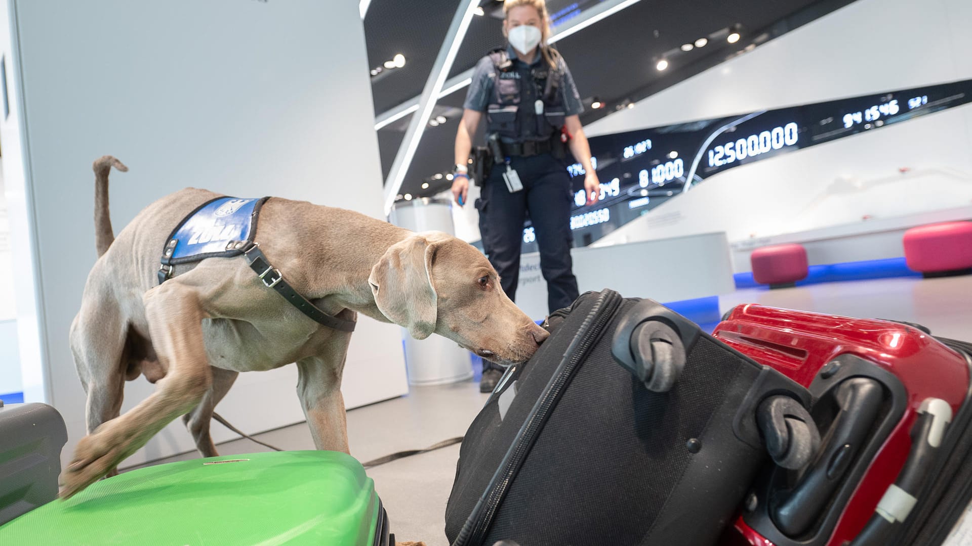 Ein Drogenspürhund am Frankfurter Flughafen (Archvibild): Am Donnerstag stellte das Hauptzollamt Frankfurt die Bilanz für 2021 vor. Ein Drogenspürhund am Frankfurter Flughafen (Archvibild): Am Donnerstag stellte das Hauptzollamt Frankfurt die Bilanz für 2021 vor.