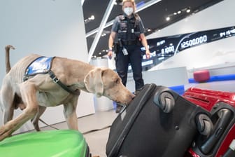 Ein Drogenspürhund am Frankfurter Flughafen (Archvibild): Am Donnerstag stellte das Hauptzollamt Frankfurt die Bilanz für 2021 vor.