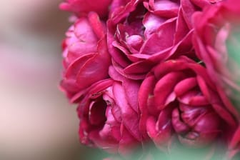 Die Deutsche Rosengesellschaft hat entschieden: Die Kletterose 'Perennial Domino' trägt den Titel "Rose des Jahres 2022".