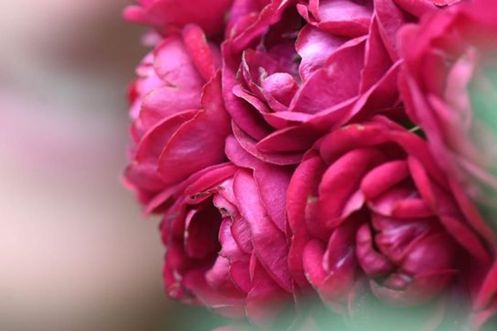 Die Deutsche Rosengesellschaft hat entschieden: Die Kletterose 'Perennial Domino' trägt den Titel "Rose des Jahres 2022".
