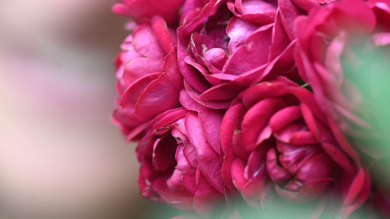 Die Kletterose 'Perennial Domino' trägt den Titel "Rose des Jahres 2022" der Deutschen Rosengesellschaft.
