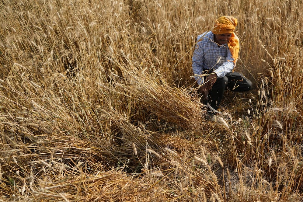 Ein Bauer erntet Weizen im indischen Jammu: Eine ungewöhnlich frühe Hitzewelle führt zu Ausfällen bei der Weizenernte.