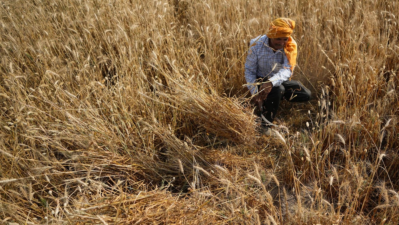 Ein Bauer erntet Weizen im indischen Jammu: Eine ungewöhnlich frühe Hitzewelle führt zu Ausfällen bei der Weizenernte.