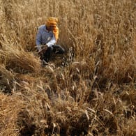 Ein Bauer erntet Weizen im indischen Jammu: Eine ungewöhnlich frühe Hitzewelle führt zu Ausfällen bei der Weizenernte.
