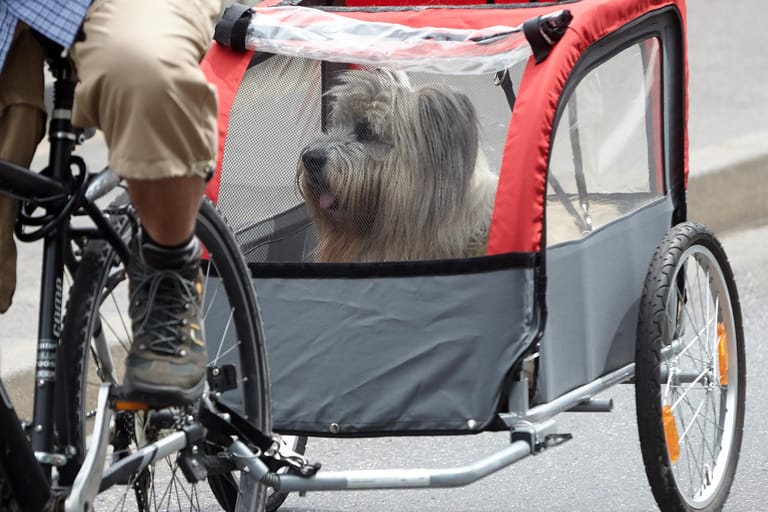 Bringt der Hund mehr als fünf Kilo auf die Waage oder ist nicht geeignet für weite Strecken, fährt er am besten in einem Fahrrad-Anhänger mit.