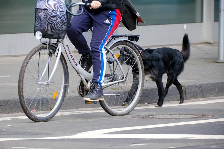 Am sichersten läuft der Hund rechts neben dem Fahrrad, diese Seite ist auf der Straße dem Verkehr abgewandt.