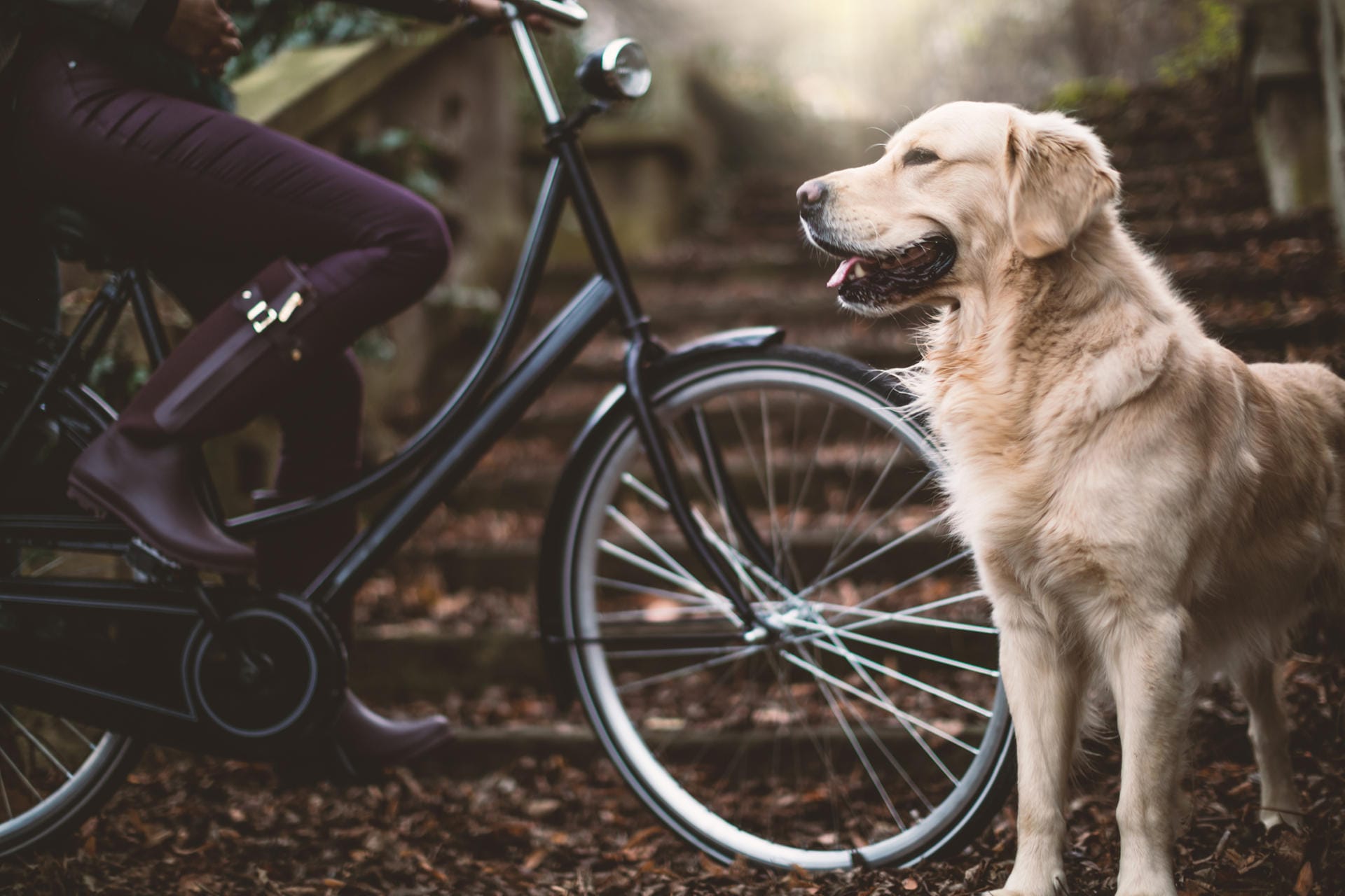 Zu Beginn sollte man den Hund erst einmal mit dem Fahrrad vertraut machen, solange es noch steht. Hat er das Rad beschnuppert, belohnt man dies mit Lob und Leckerlis. Dann schiebt man das Fahrrad erst einmal. Läuft der Hund willig mit, kann man aufsatteln.