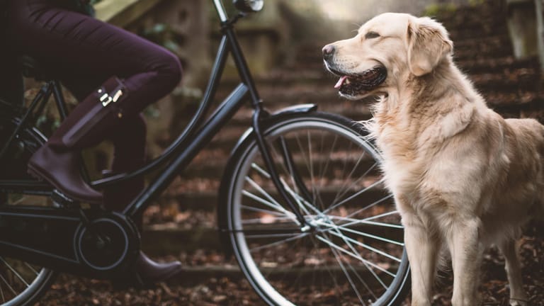 Zu Beginn sollte man den Hund erst einmal mit dem Fahrrad vertraut machen, solange es noch steht. Hat er das Rad beschnuppert, belohnt man dies mit Lob und Leckerlis. Dann schiebt man das Fahrrad erst einmal. Läuft der Hund willig mit, kann man aufsatteln.