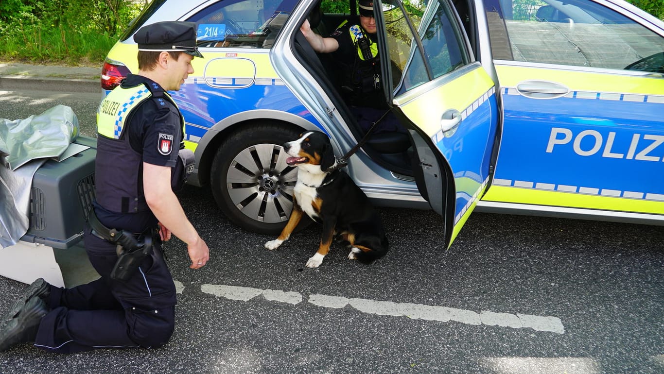 Hund sitzt vor Polizeiauto: Die Beamten versorgten der Vierbeiner nach dem Unfall.