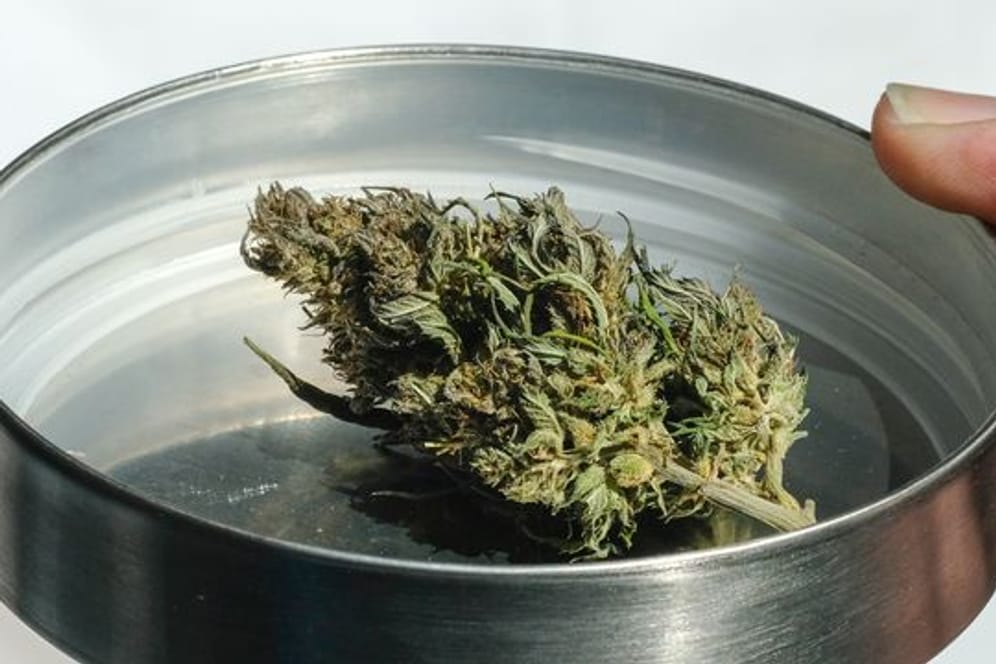 Eine getrocknete Cannabisknospe.