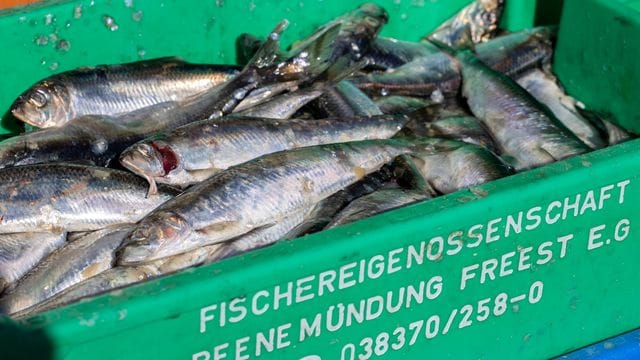 Ostseefischerei Ostseefischerei
