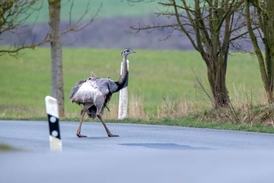 Ein Nandu geht über ein Straße