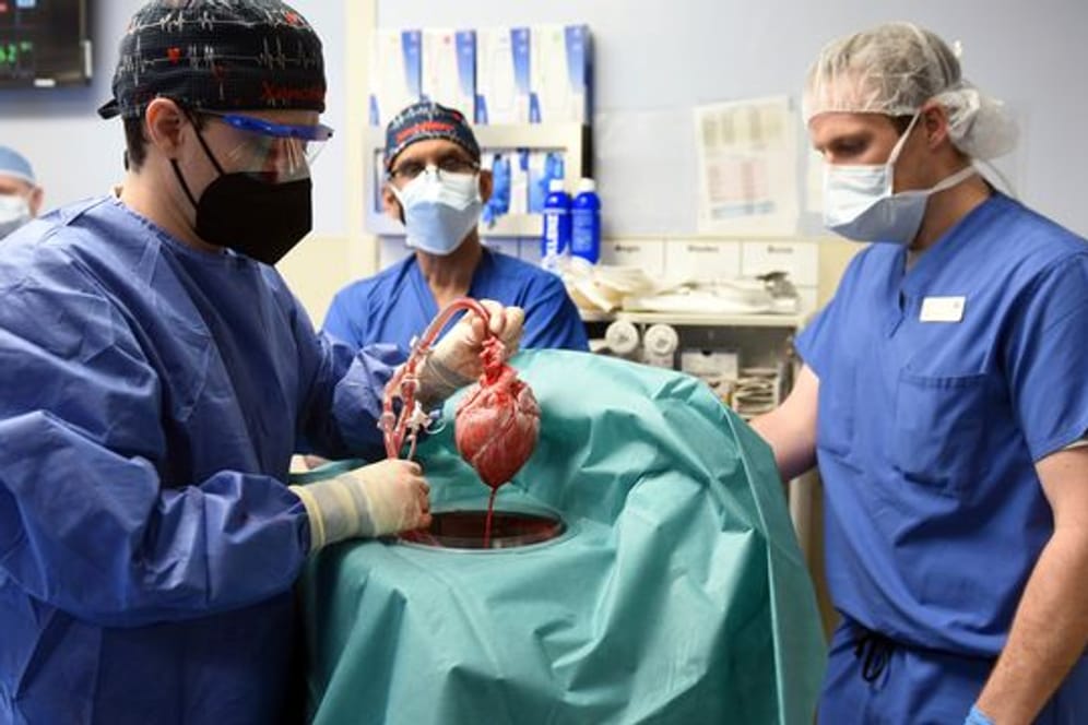 Die erste Transplantation eines Schweineherzens galt als Durchbruch auf dem Gebiet der Xenotransplantation.