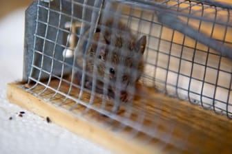 Mäusebefall in Wohnungen kann zu erheblichen Mietminderungen berechtigen.