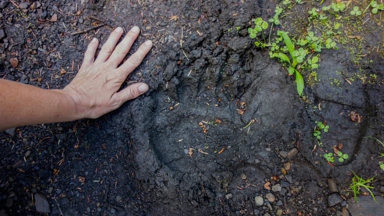 Spuren: Die Pfotenabdrücke eines Bären (hier Grizzlybär) sind sehr groß.