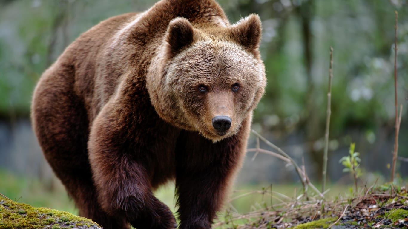 Braunbär: In Deutschland sind die Tiere eher selten in freier Natur zu sehen.