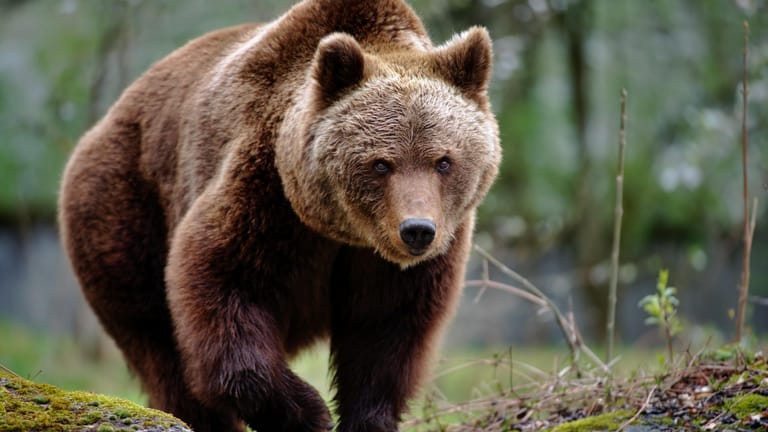 Braunbär: In Deutschland sind die Tiere eher selten in freier Natur zu sehen.