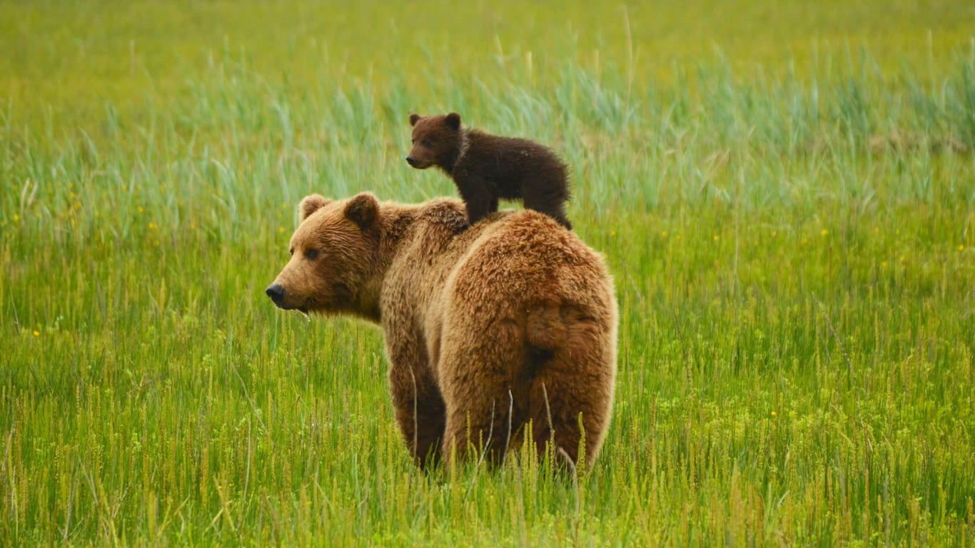 Familie: Jungbären sind selten alleine unterwegs.