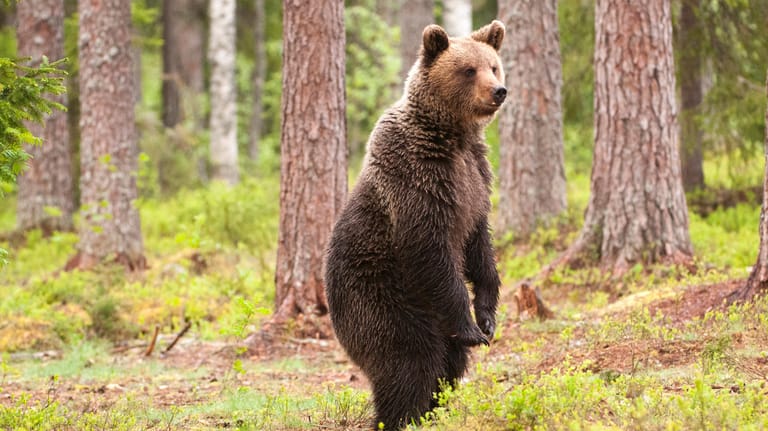 Europäischer Braunbär: Wenn sich das Tier aufstellt, ist das keine Drohgebärde.