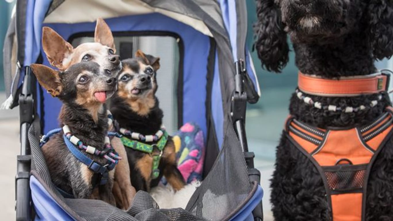 Rassehundeausstellung in Erfurt