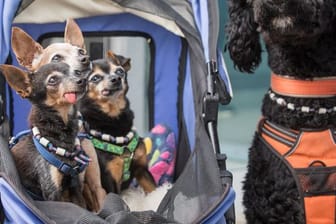 Rassehundeausstellung in Erfurt