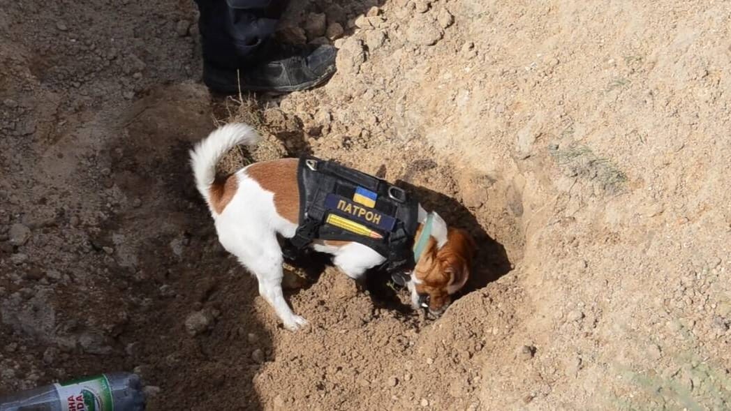 Patron bei der Arbeit: Der Jack Russell Terrier soll sich das Aufspüren von Minen selbst beigebracht haben.