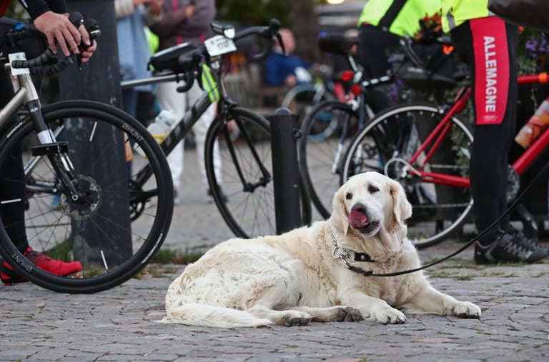 Hechelt der Hund stark oder verlangsamt das Tempo, ist spätestens dann eine Pause vonnöten. Auf längeren Radtouren sind ohnehin mehrere Pausen nötig, damit der Hund verschnaufen, schnüffeln und sein Geschäft verrichten kann.