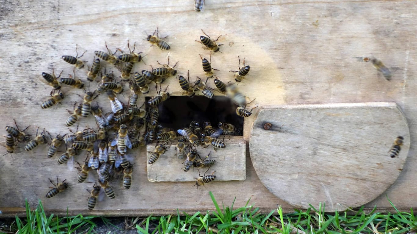 Honigbienen sterzeln am Einflugloch eines Schwarmfangkastens (Symbolbild): Die Feuerwehr war sieben Stunden mit der Bienenrettung beschäftigt.