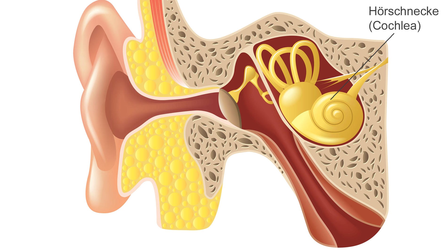 Illustration: Innenohr mit Hörschnecke.