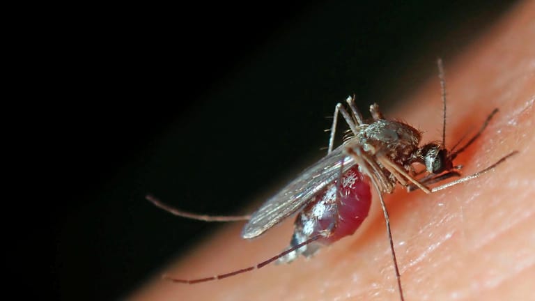 Ein Stechmücken-Weibchen saugt Blut: Die Insekten übertragen neuerdings auch in Deutschland das West-Nil-Virus. Hotspots sind Bayern und Ostdeutschland.