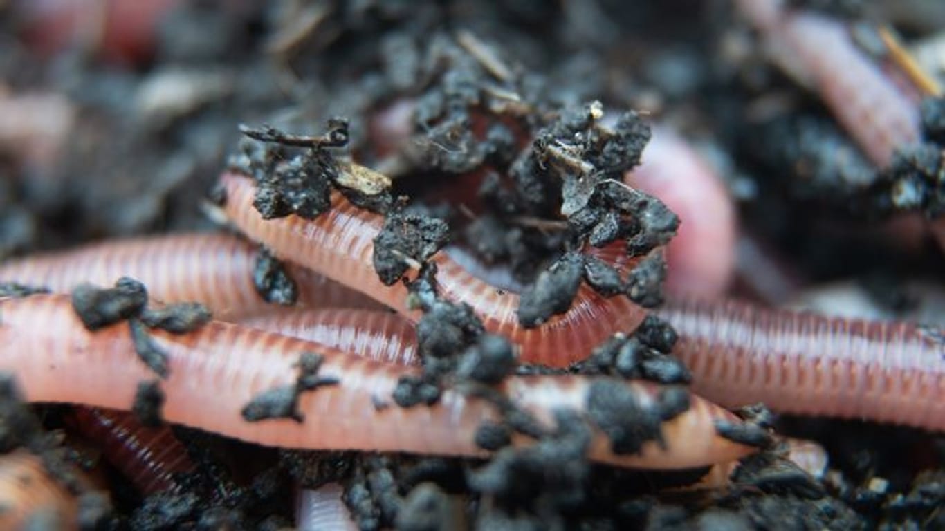 Ein Regenwurm für den Kompost liegt beim Wurmzüchter Bestworm in einer Kiste mit Erde.