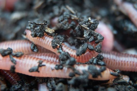 Ein Regenwurm für den Kompost liegt beim Wurmzüchter Bestworm in einer Kiste mit Erde.