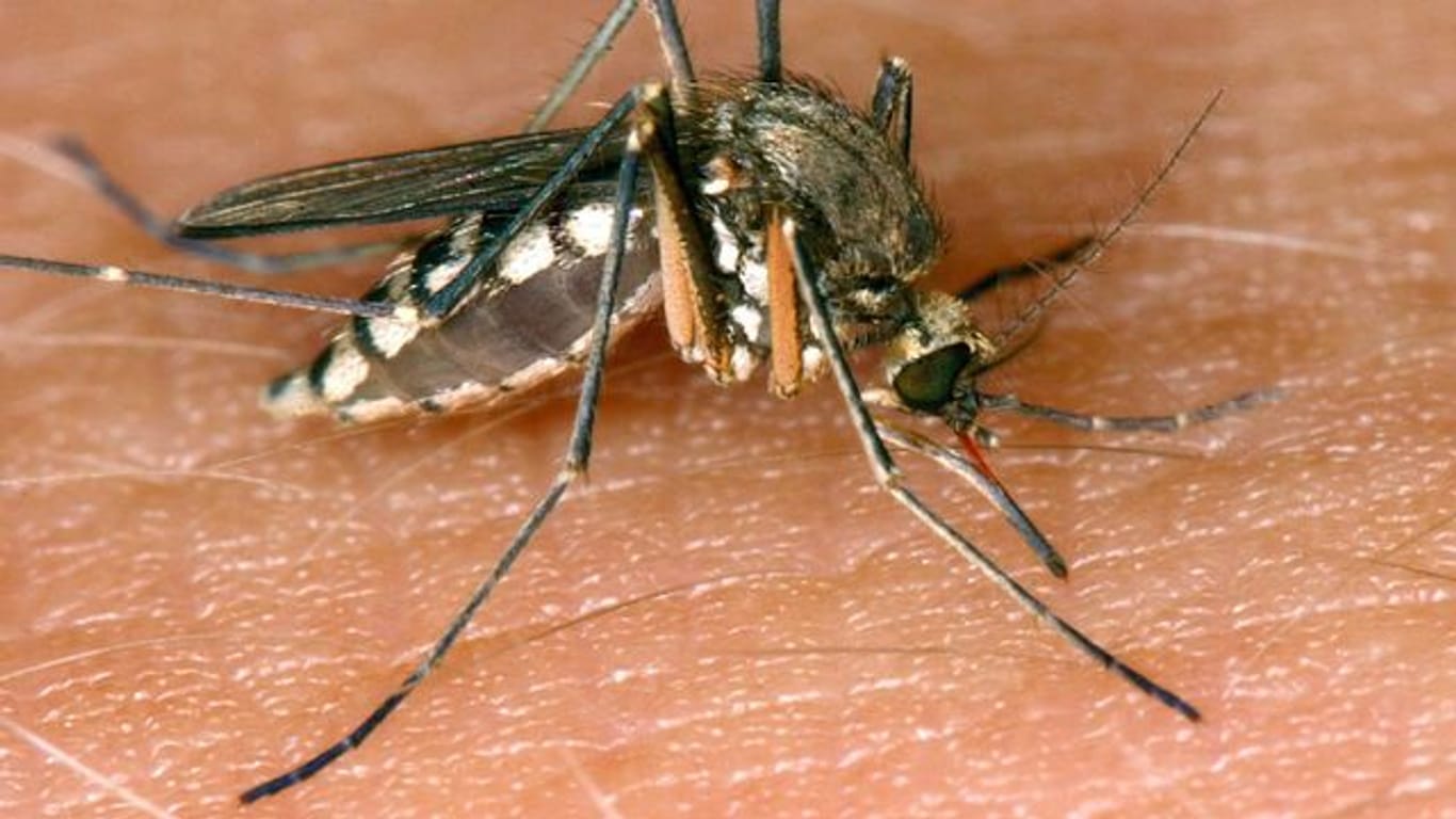 Eine Mücke saugt Blut aus der Haut.