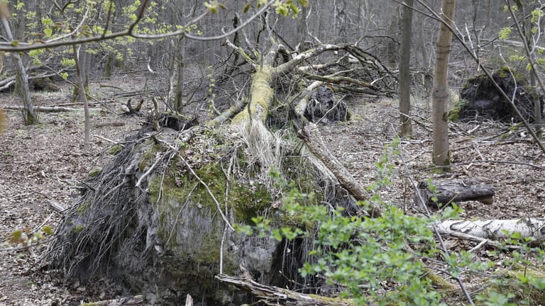 Einumgestürzter Baum im Spandauer Forst (Symbolbild): Durch den fehlenden Regen ist der Boden zu trocken.