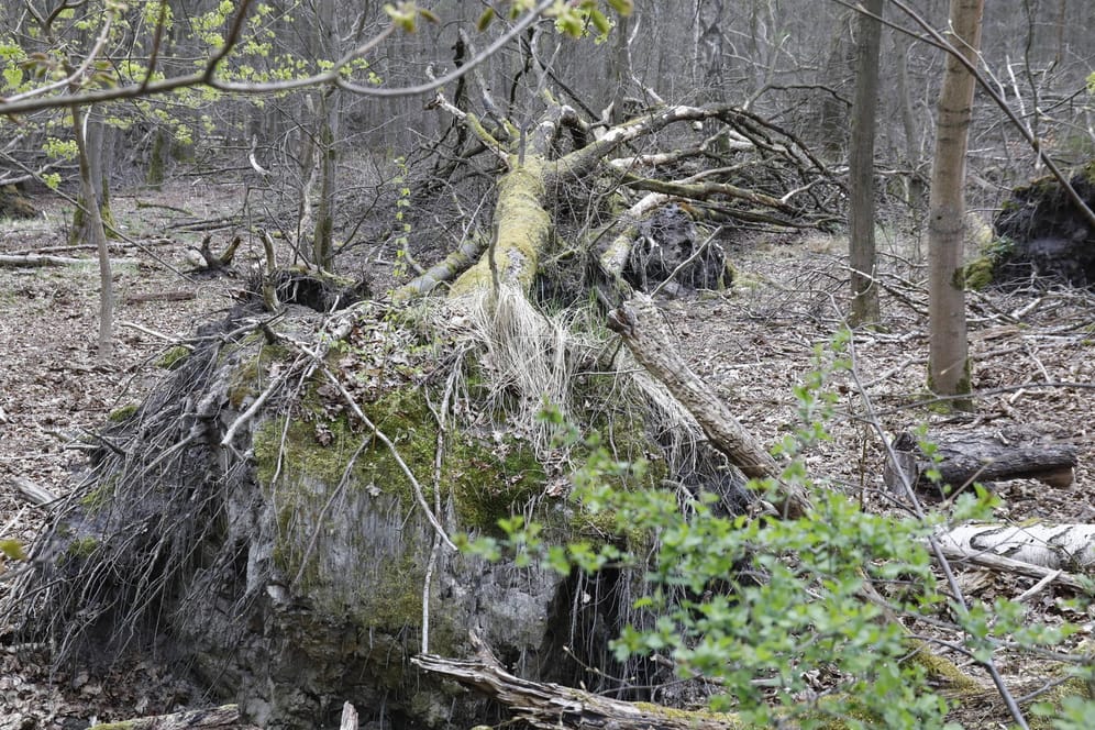 Einumgestürzter Baum im Spandauer Forst (Symbolbild): Durch den fehlenden Regen ist der Boden zu trocken.