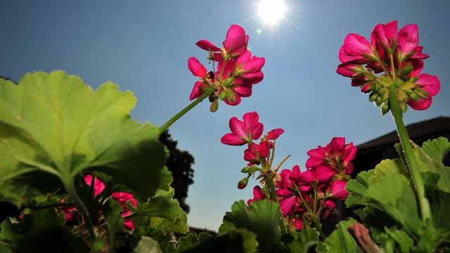 Geranien brauchen viel Sonne, um viele Knospen zu bilden.