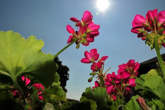 Geranien brauchen viel Sonne, um viele Knospen zu bilden.